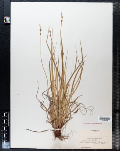 Carex communis