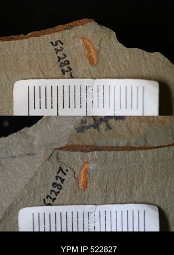 Chelicerata