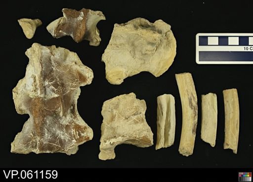 Mosasauridae