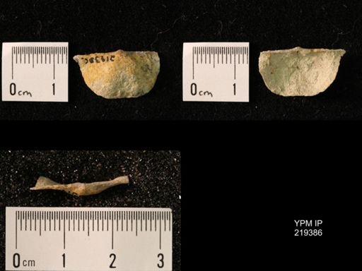 Chonetes granulifer