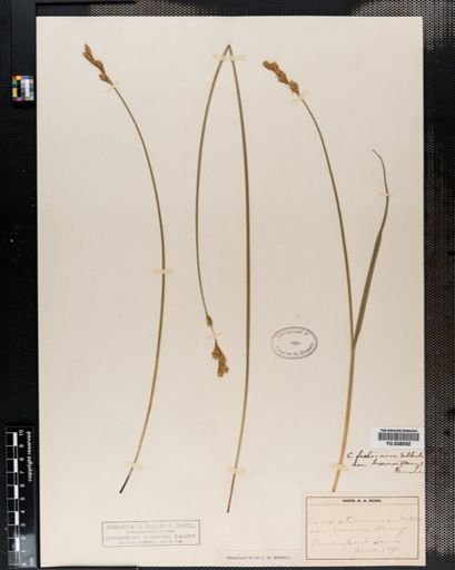 Carex brevior