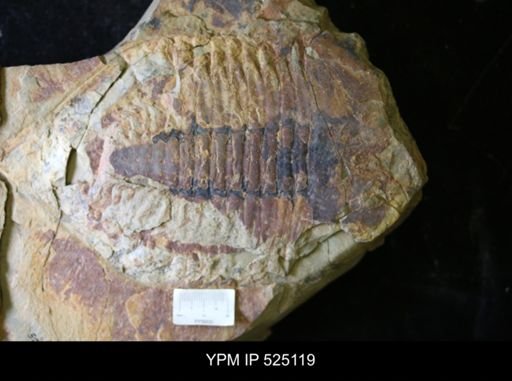 undet. Asaphidae