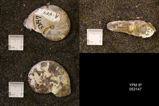 Discoscaphites conradi