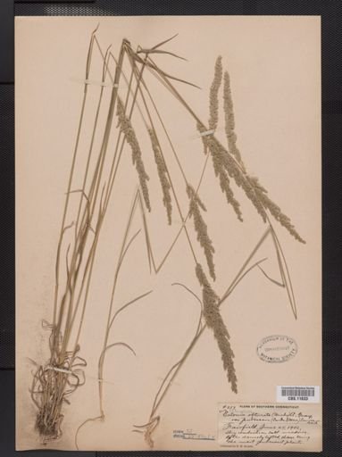 Sphenopholis obtusata