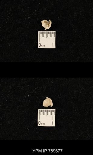 undet. Brachiopoda