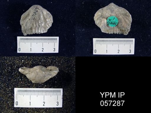 Uncinulus abruptus
