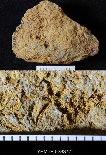 Urasterella selwyni