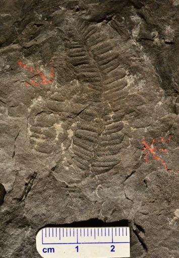 Pecopteris