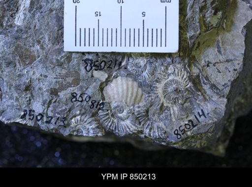 undet. Collignoniceratidae
