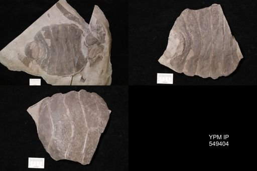 Eusarcana scorpionis