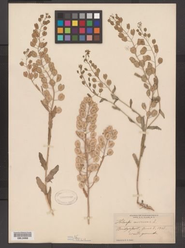 Thlaspi arvense