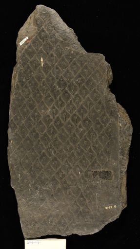 Lepidodendron sp.