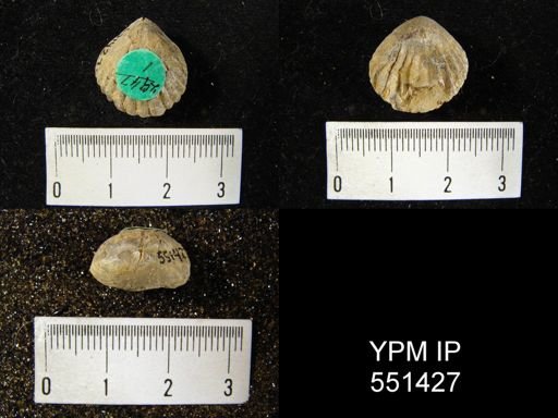 Leiorhynchus sp.