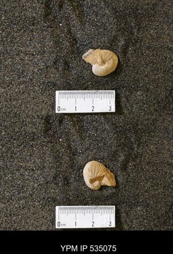 Scaphites cf. hippocrepis