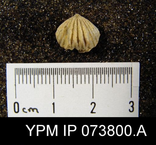 Camarotoechia perryvillensis