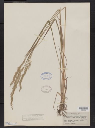 Sphenopholis pallens