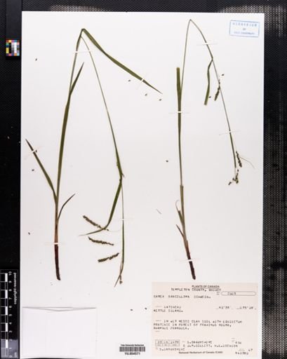 Carex gracillima