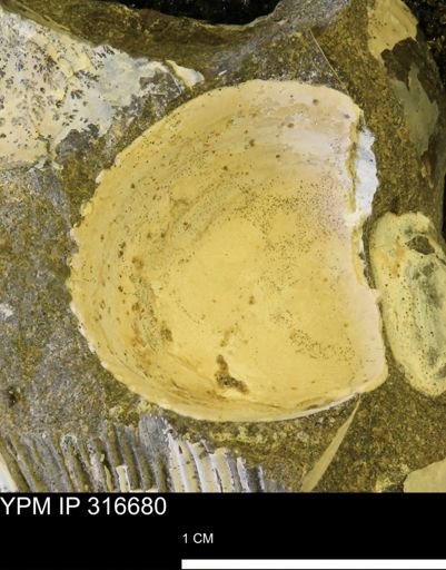 Cardiidae?