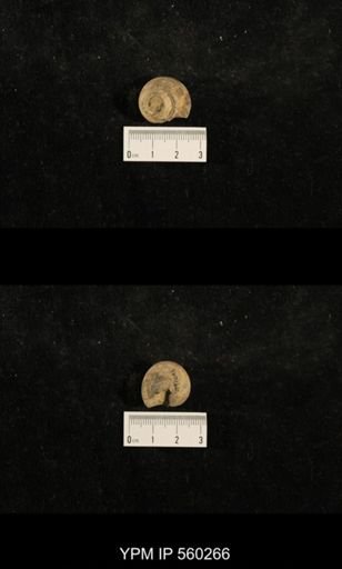 Trepospira sphaerulata