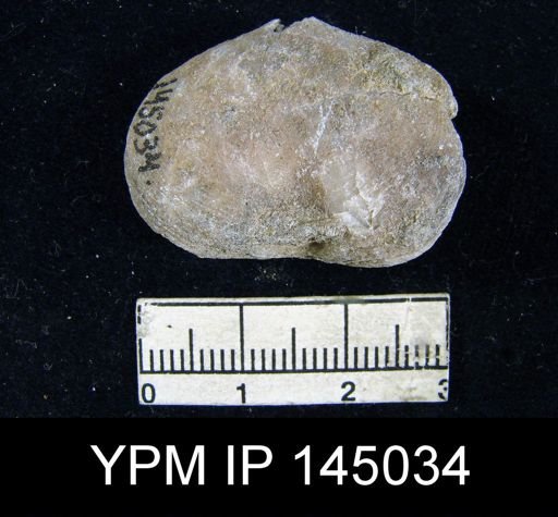 Athyris semiconcava