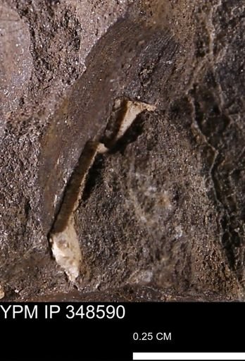 undet. Mollusca