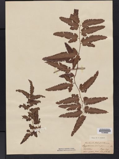 Lygodium