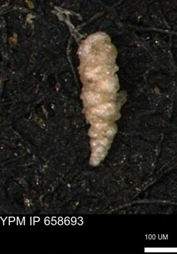 Verneuilinoides kansasensis