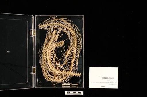Crotalus