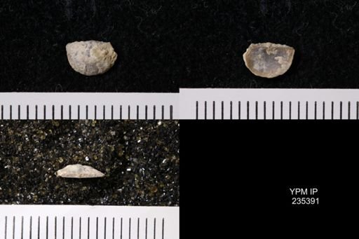Eolissochonetes keyesi