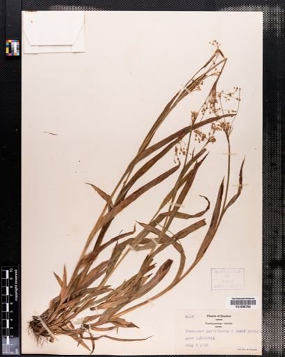 Luzula parviflora