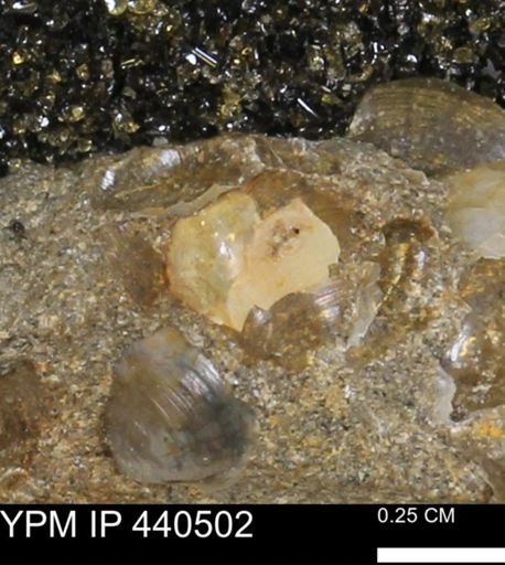 Protocardia subquadrata