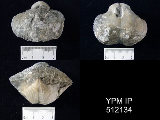 undet. Spiriferidae