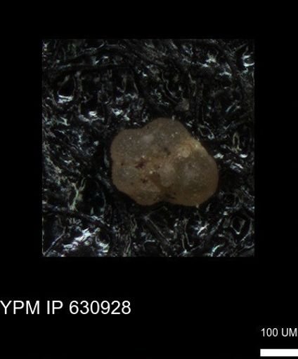 undet. Globigerinina