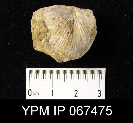 Strophonella punctulifera