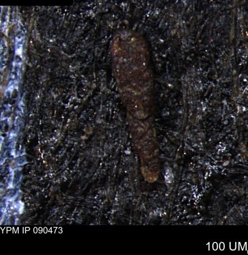 Verneuilinoides hectori