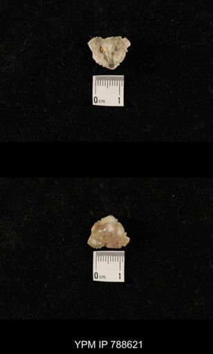 undet. Brachiopoda