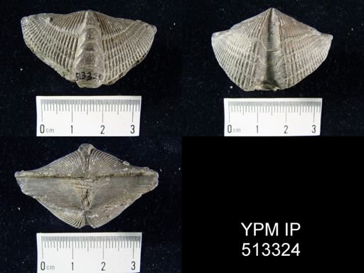 Mediospirifer sp.