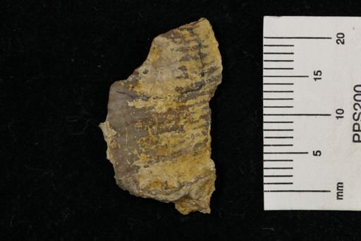 Poikilosakos petaloides