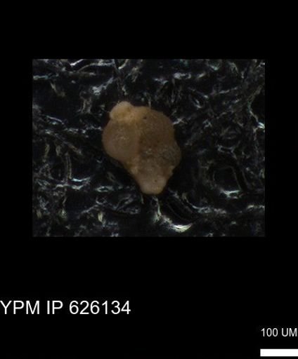 undet. Foraminiferida