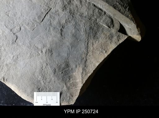 Eurypterida