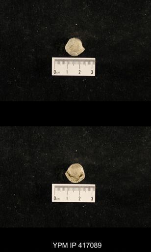 Euphemites carbonarius