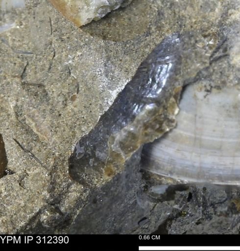 undet. Mollusca
