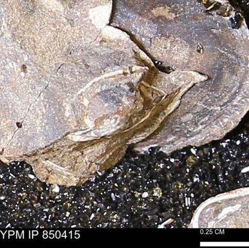 Limopsis striatopunctatus