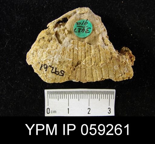 Spirifer arenosus