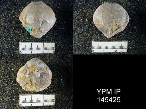Spirigerella grandis