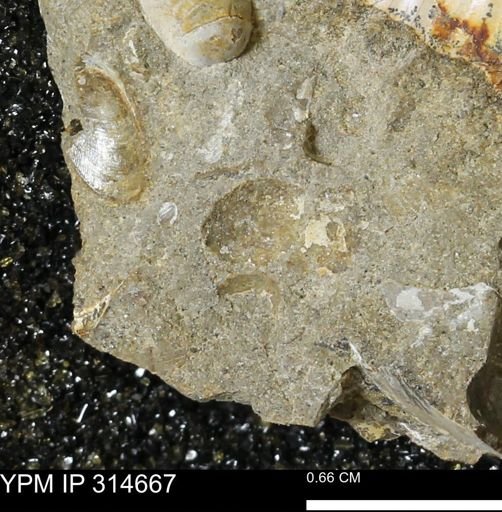 undet. Bivalvia