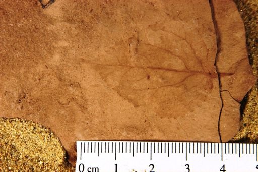 Populus balsamoides