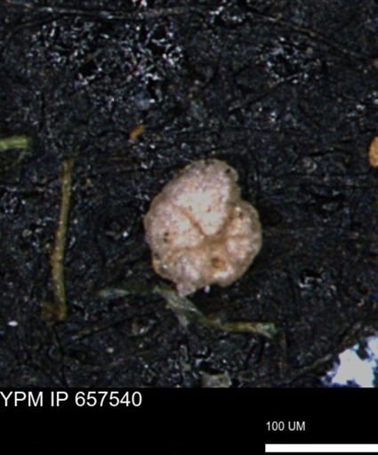 Alveolophragmium linki