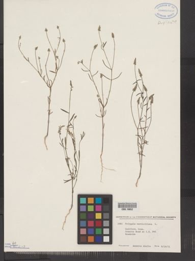 Polygala verticillata