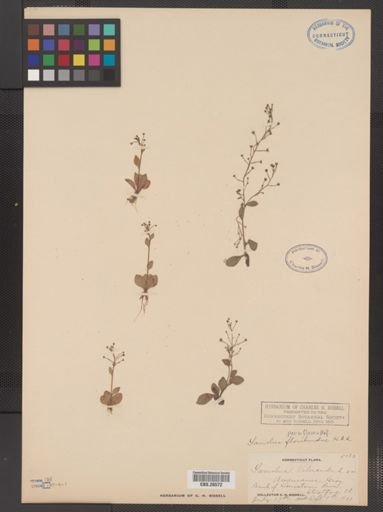 Plantae